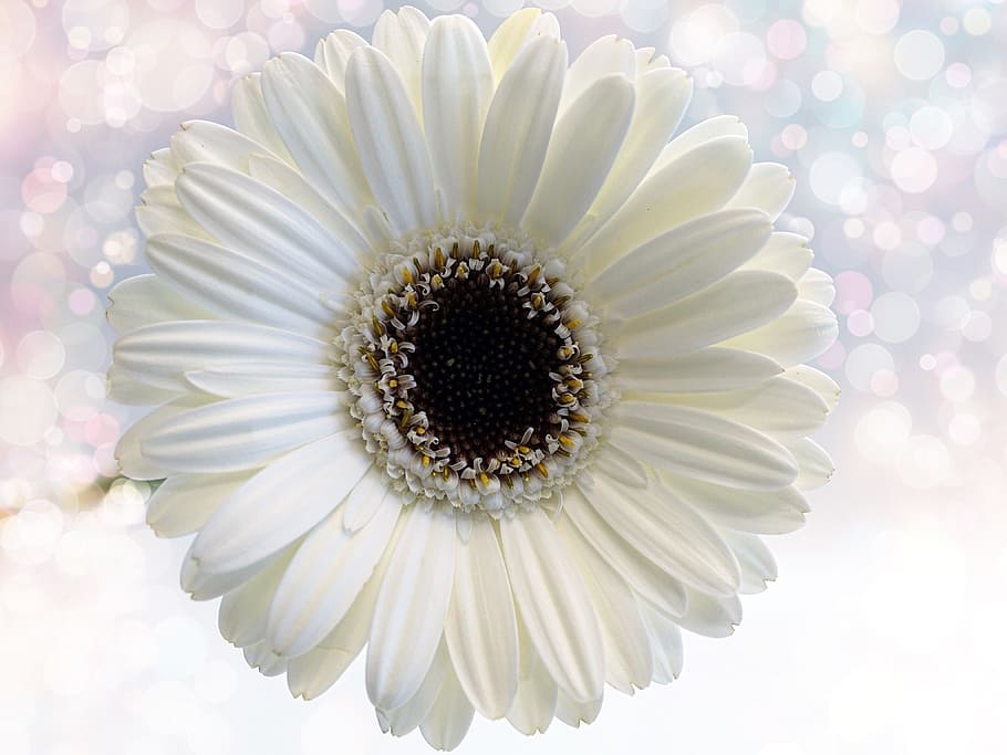 white, gerbera daisy flower, closeup, photography, flower, gerbera, nature, plant, color, background