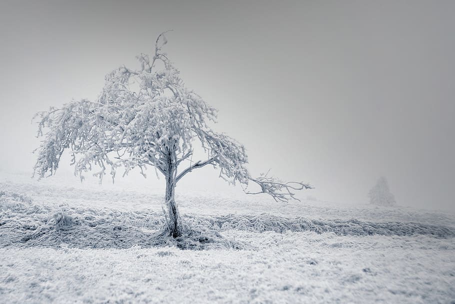 solitaire, tree, winter, frost, snow, m42, branches, fog, mountains, czech republic