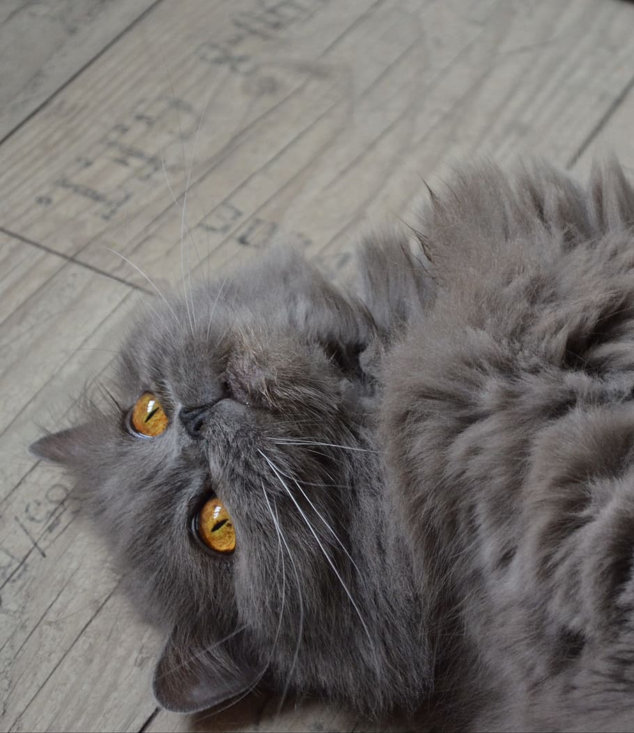 blue, long-coated cat, lying, wooden, flooring, coated, cat, highlander, british longhair cat, domestic cat