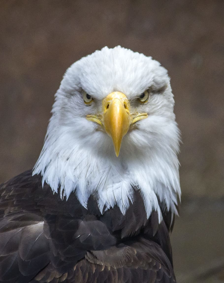 bald, eagle close-up photo, daytime, bald eagle, close-up, eagle, bird, nature, predator, american