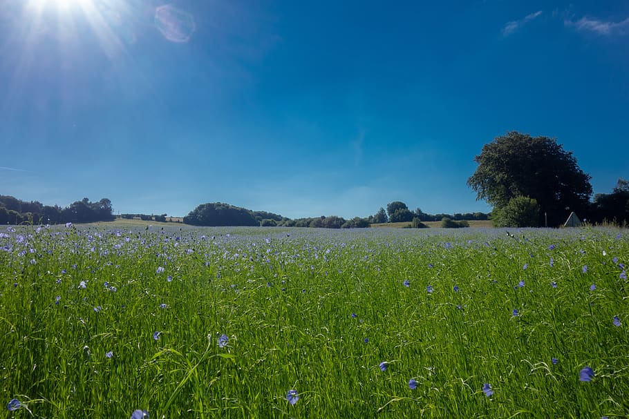 fields, lin, normandy, france, flower, blue, sky, field, nature, plants