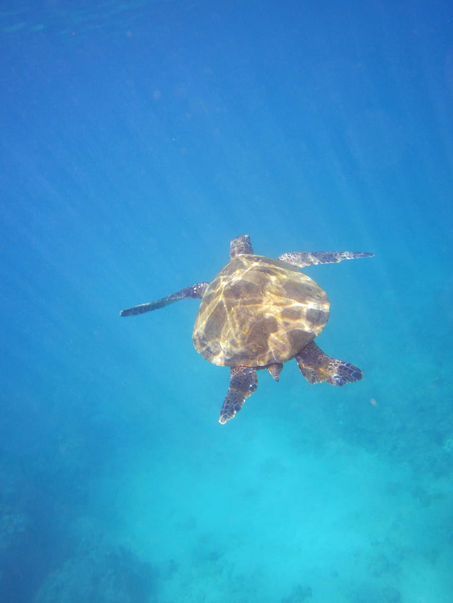 turtle, animal, hawaii, panzer, water turtle, water, reptile, swim, sea, pacific