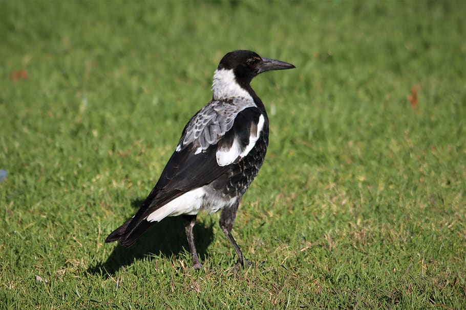 magpie, noisy, black and white, native, australian, adelaide, australia, bird, watching, avian