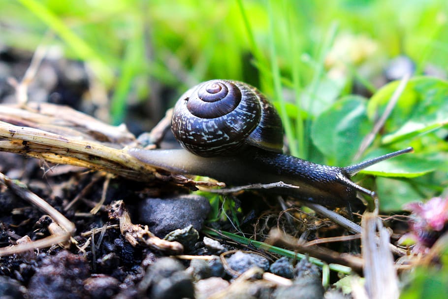 snail, nature, garden, summer, small, slow, house, shell, time management, steadily