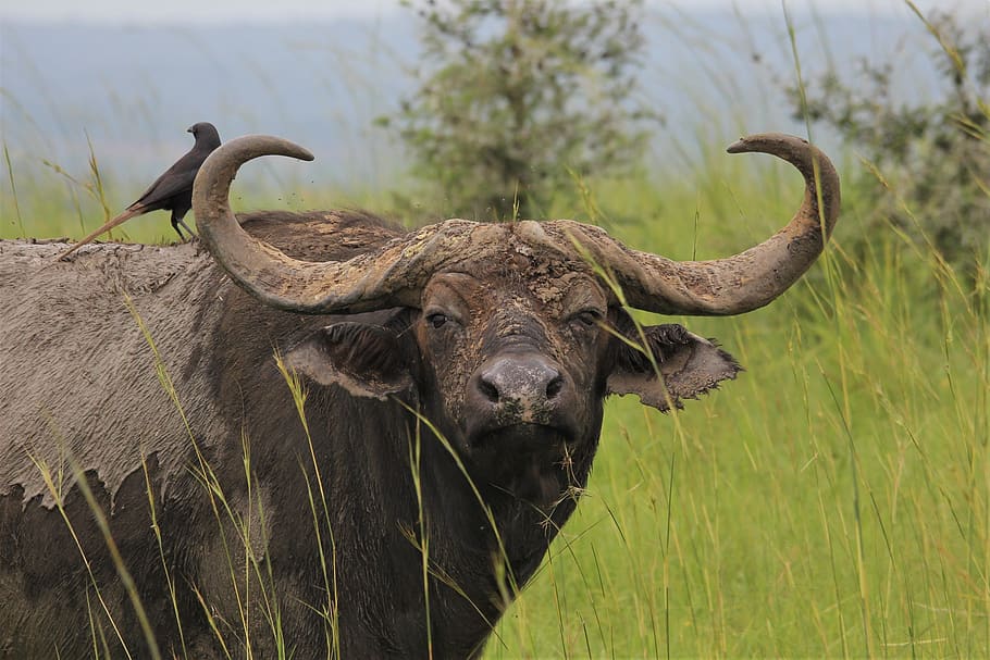 búfalo, touro, grande, chifres, solitário, selvagem, animais selvagens, murchison, uganda, áfrica