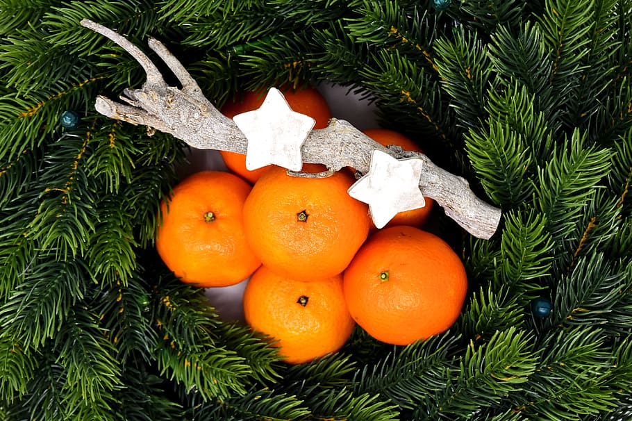 orange, fruits, branch, holly, tangerines, christmas, deco, christmas time, fir green, fruit