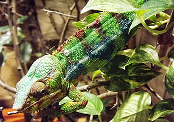 chameleon, colored, color, reptile, green, lizard, pet, zoo, vivarium,  colors | Pxfuel