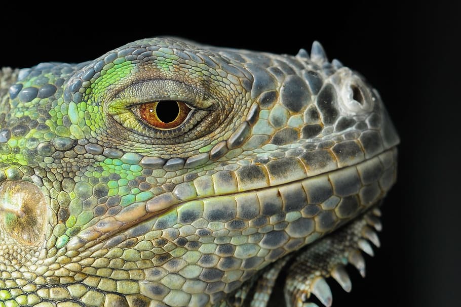 reptil hijau, kadal, iguana, gad, naga, potret hewan, mata, kulit, reptil, satu hewan