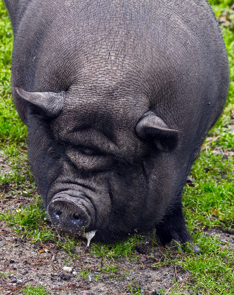 pig, pot bellied pig, fold pork, portrait, bristle cattle, domestic pig, happy pig, relaxed, peaceful, trustful