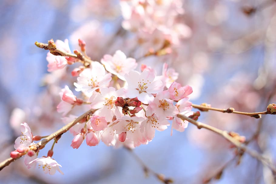 Flor de cerejeira, natureza, árvore, primavera, filial, rosa Cor, flor, japão, estação, pétala