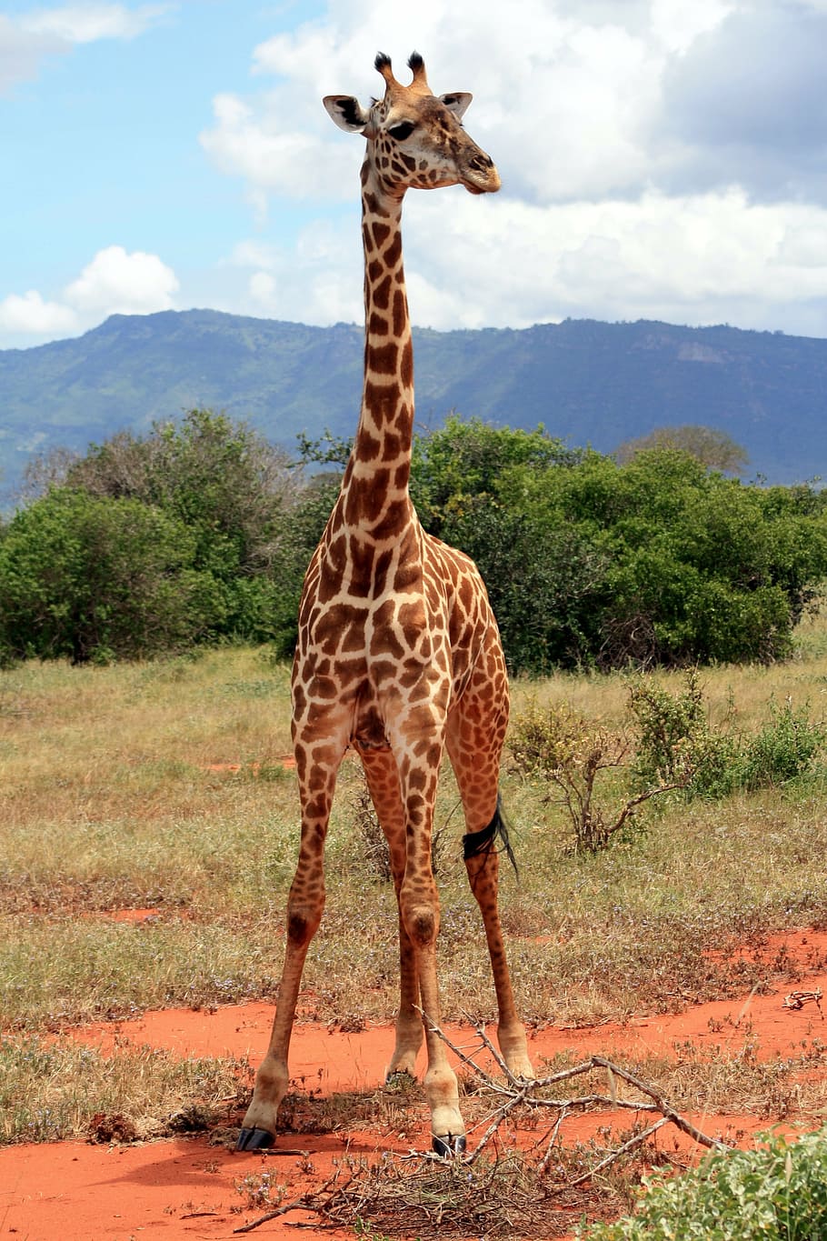 girafa, áfrica, parque nacional, safari, quênia, animais selvagens, temas animais, mamífero, céu, em pé