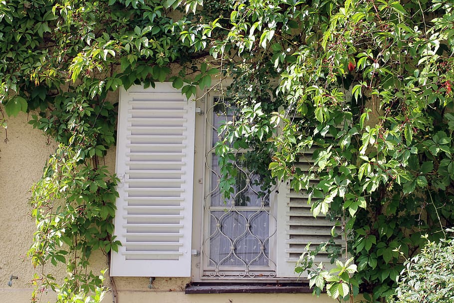 window, ivy, wine partner, wall, facade, climber, ingrowing, fouling, window grilles, folding shutters