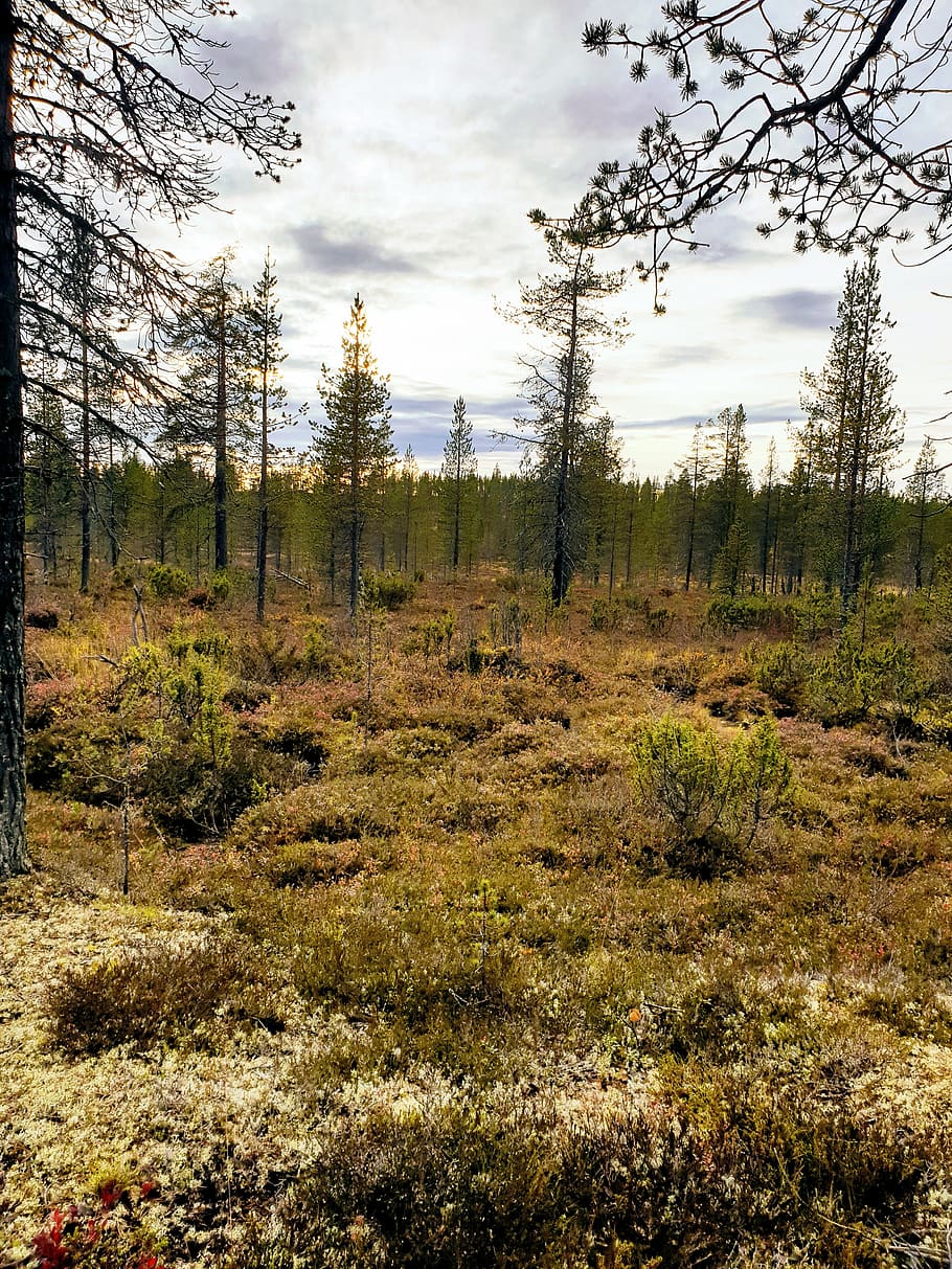 lapland, faq, the island in the back, plant, tree, land, sky, tranquility, tranquil scene, growth