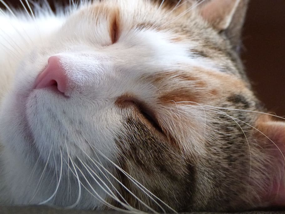 cat, asleep, close up, domestic animal, nap, soft, feline, nap cat, mammal, one animal