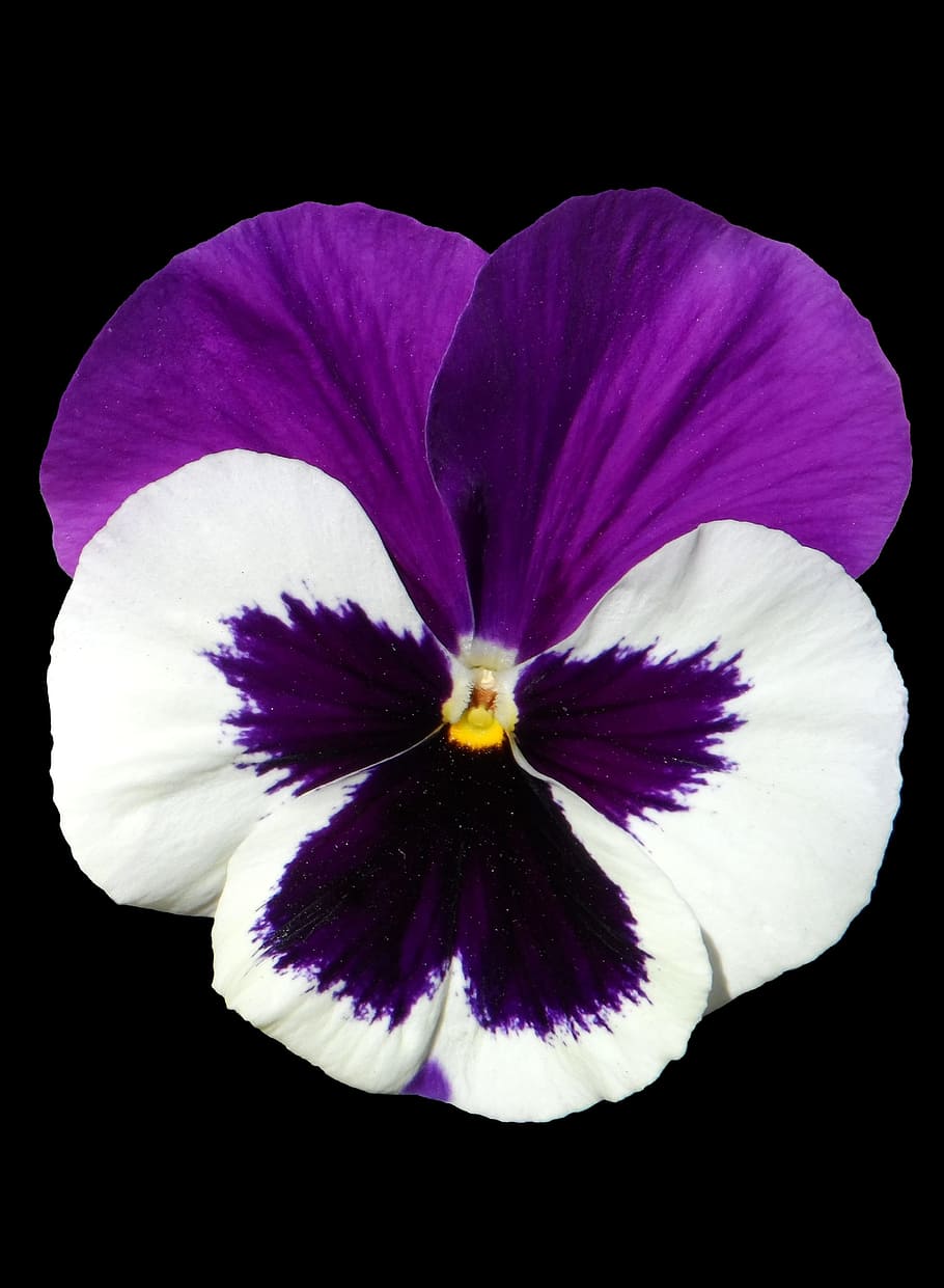 blooming, purple, white, flower, pansy, violet, isolated, single flower, light, blossom
