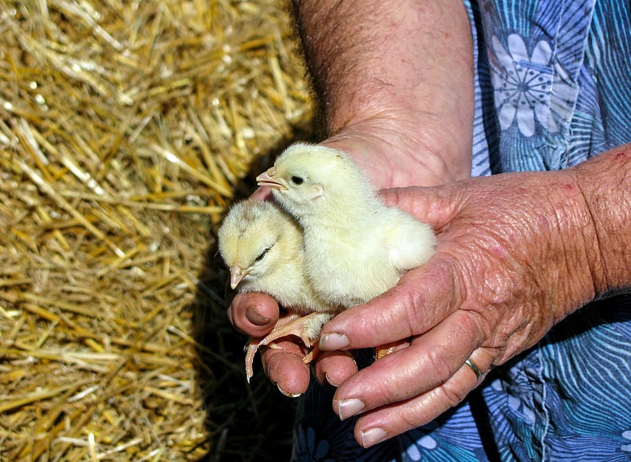 person, holding, two, yellow, chicken chicks, chicks, hands, work, peasant woman, feathers