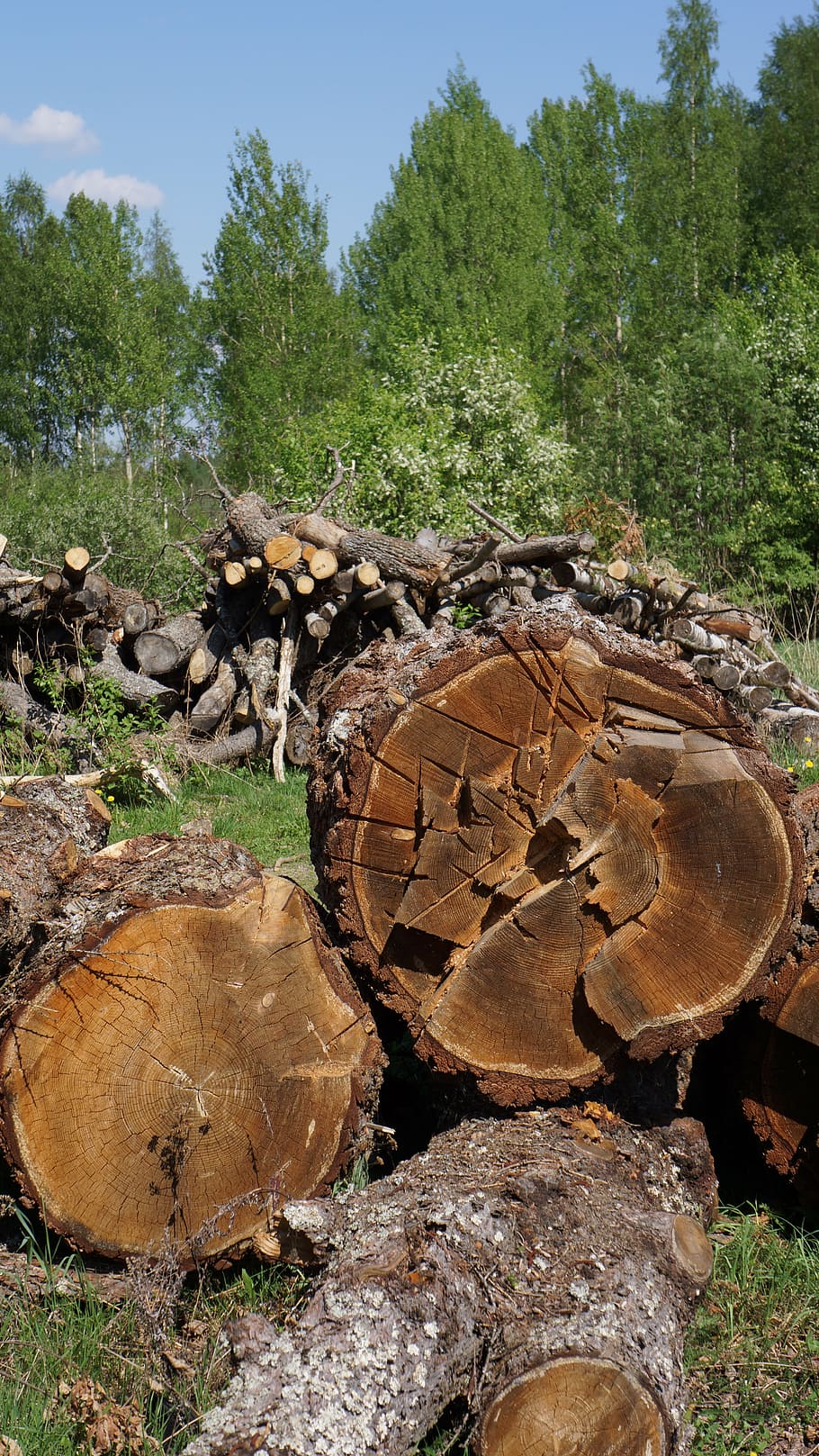 tronco, árbol de corte, industria maderera, árbol talado, madera aserrada, tronco de árbol, árbol, planta, madera, apilar