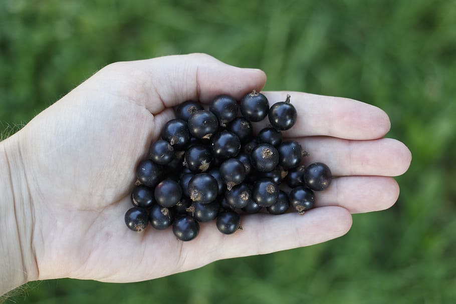 person, holding, bunch, fruits, currant, black, hand, handful, black currant, healthy