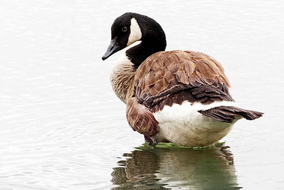 Canadian Goose, Branta canadensis, swan, animals in the wild, water, bird, animal wildlife, lake, vertebrate, animal themes