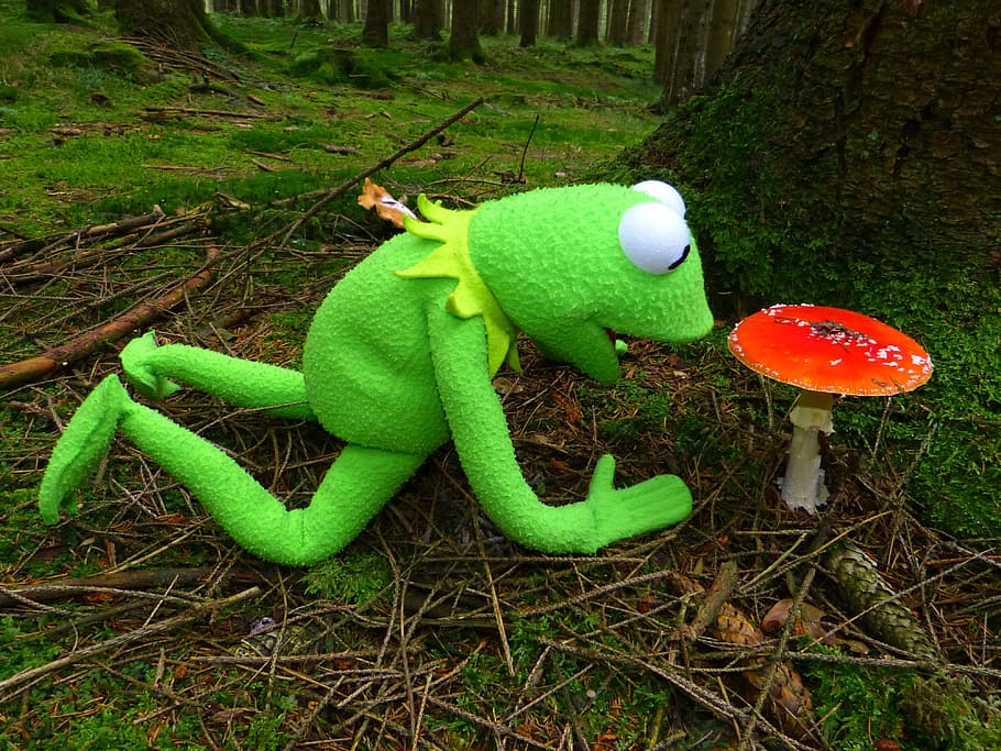 kermit, frog, mushroom, fly agaric, red fly agaric mushroom, toxic, spotted, autumn, forest, nature