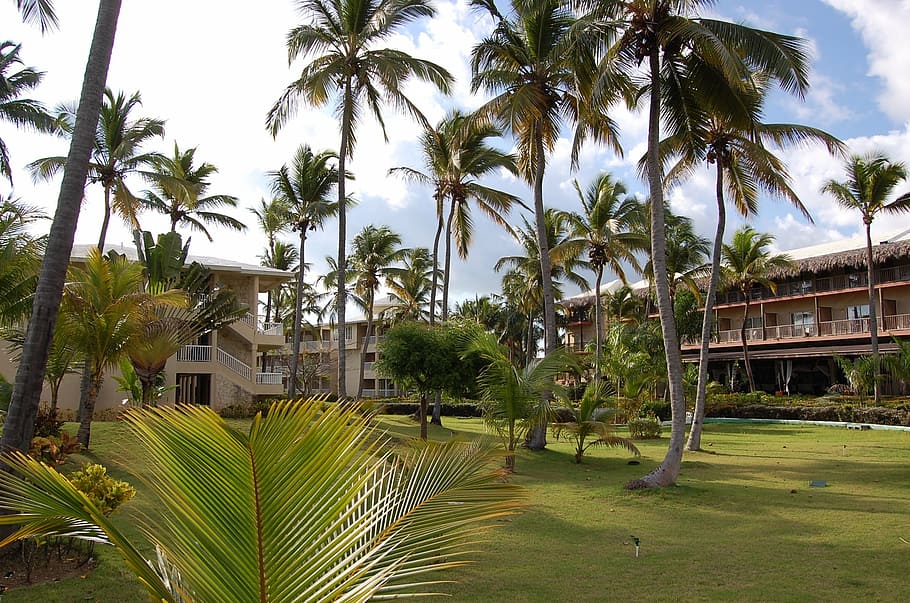 punta cana, caribbean, palms, hotel, nature, beach, pool, dominican republic, palm Tree, tropical Climate