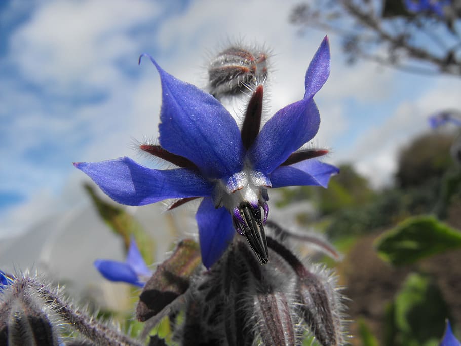 Blooming Beauties: Exploring Ireland's Native Flowers
