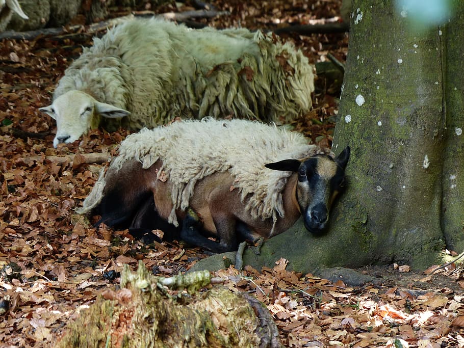 羊, 心配事, 睡眠, 休息, 森, 丸太, 毛皮, 羊毛, 動物, 疲労