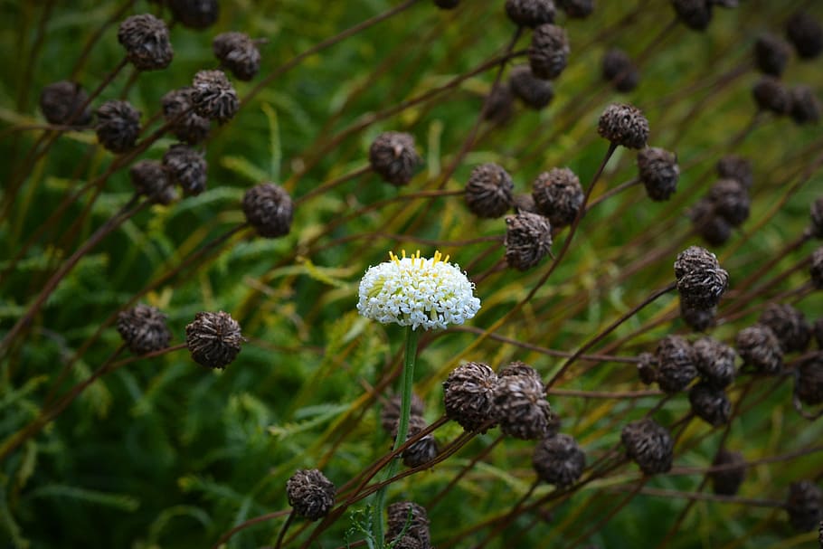 planta de floración blanca, individualmente, santolina, excepción, santolina pinnata, única, asteraceae, solo una, atención, resaltado