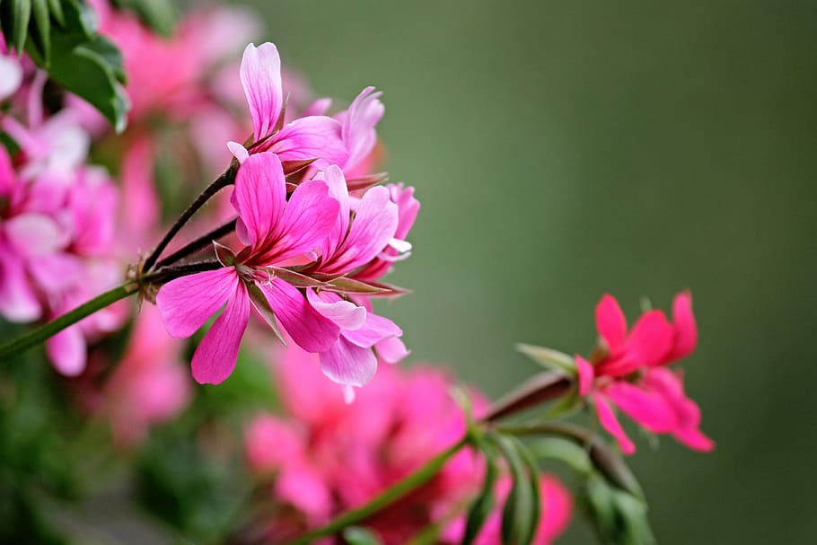 foto close-up, warna merah muda, bunga geranium, bunga-bunga, merah, dekoratif, tanaman, bunga merah muda, dekat, botani