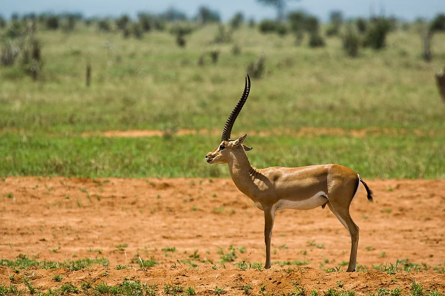 antelope, africa, steppe, horn, animal, wildlife, national park, wilderness, springbok, safari