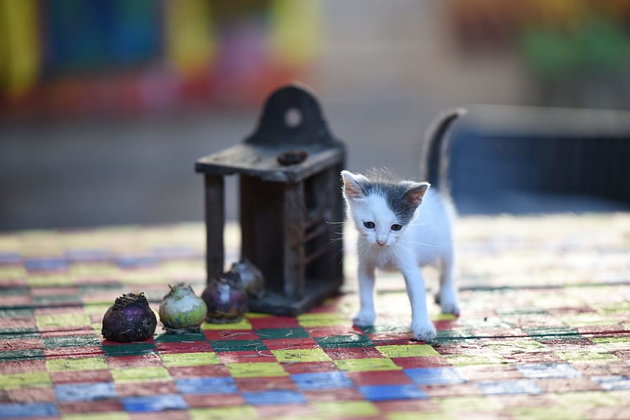 kitten, standing, balls, objects, animal, domestic, natural, kitty, cat, cute