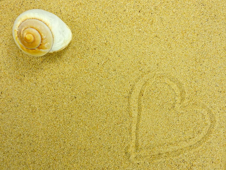 branco, concha, areia do coração, areia, praia, natureza, verão, fundo, mapa, cartão postal