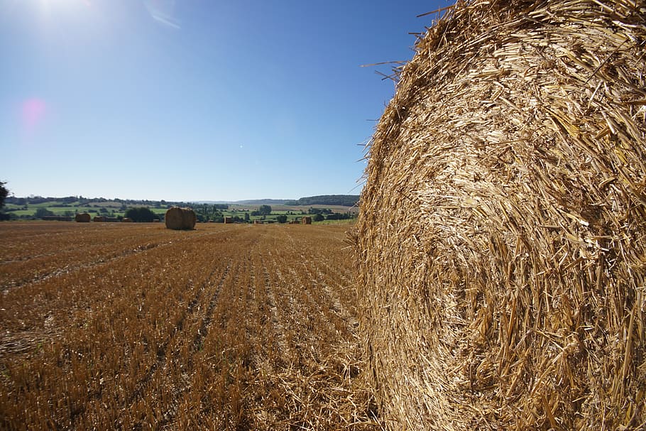 straw bale, roller, fields, straw, agriculture, hay, nature, pre, harvest, landscape