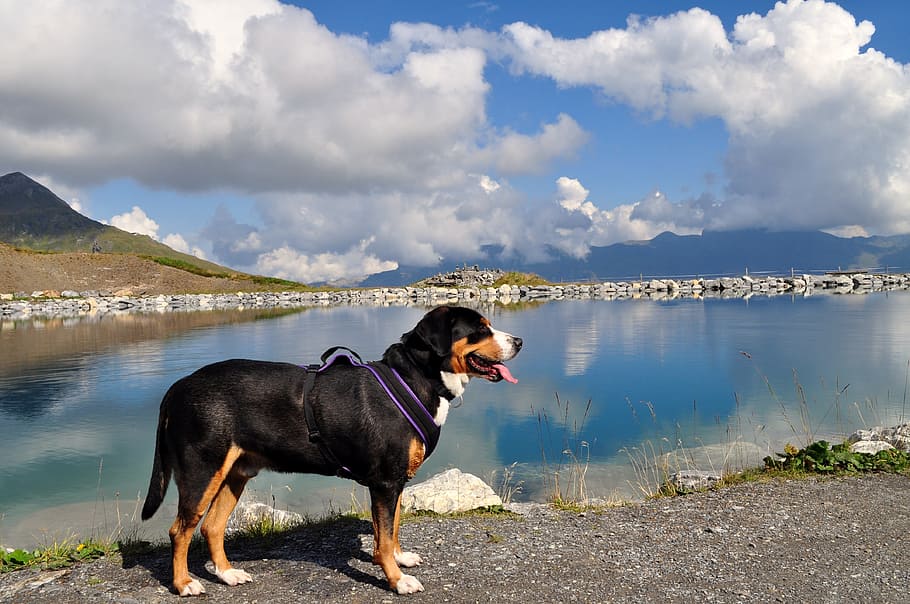 Gran perro de montaña suizo, Eiger-Jungfrau Run, Grindelwald, senderismo, Berner Oberland, Suiza, montañas, Eiger, panorama, alpino