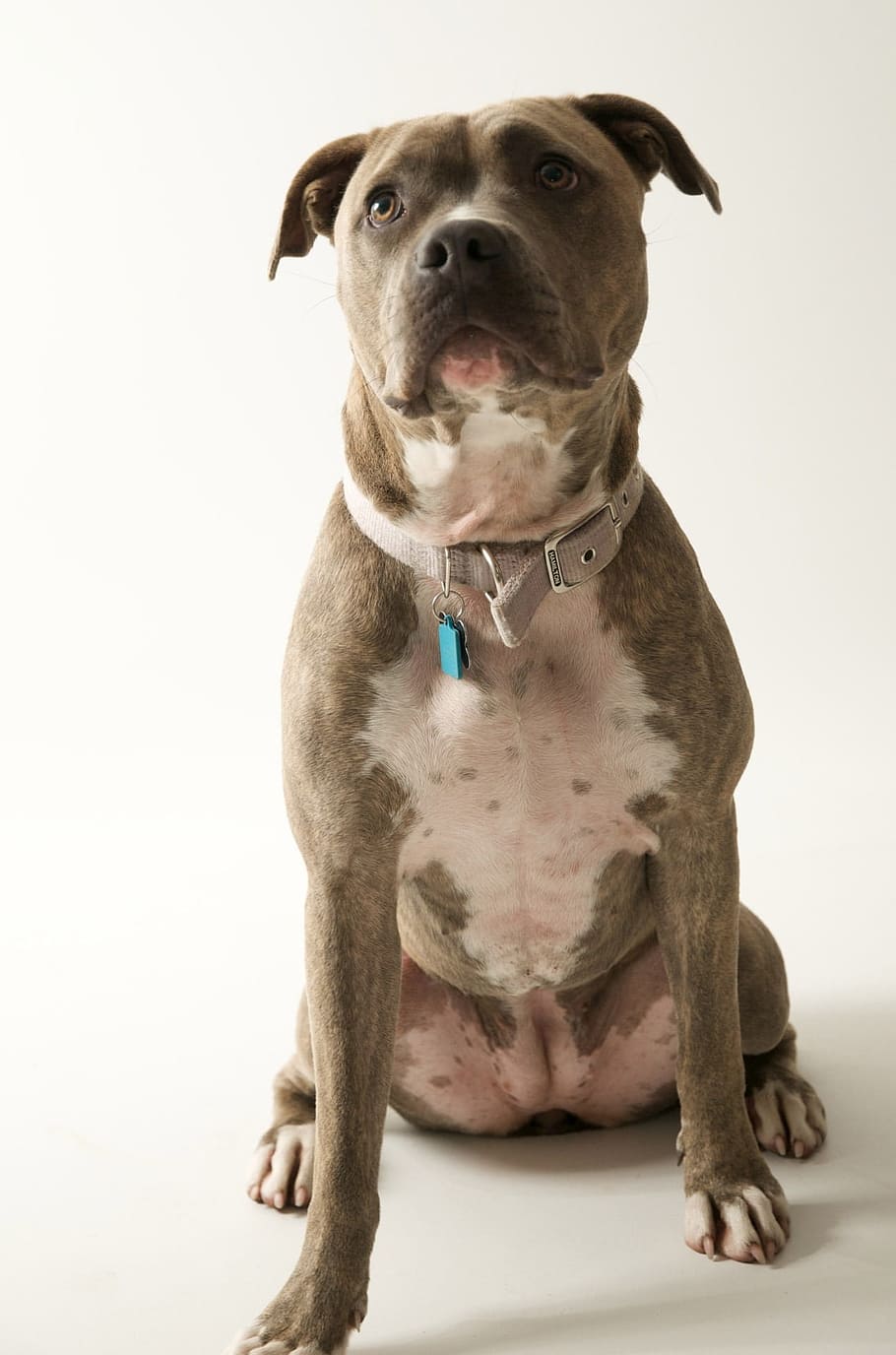 adult, brown, white, american pit bull terrier, sitting, pitbull, dog, faithful dog eyes, faithful, eyes