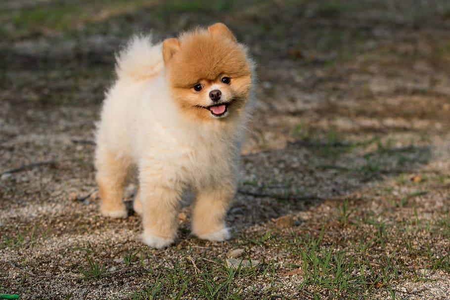 white, brown, pomeranian, dog, animal, puppy, pet, cute, dog and, snow