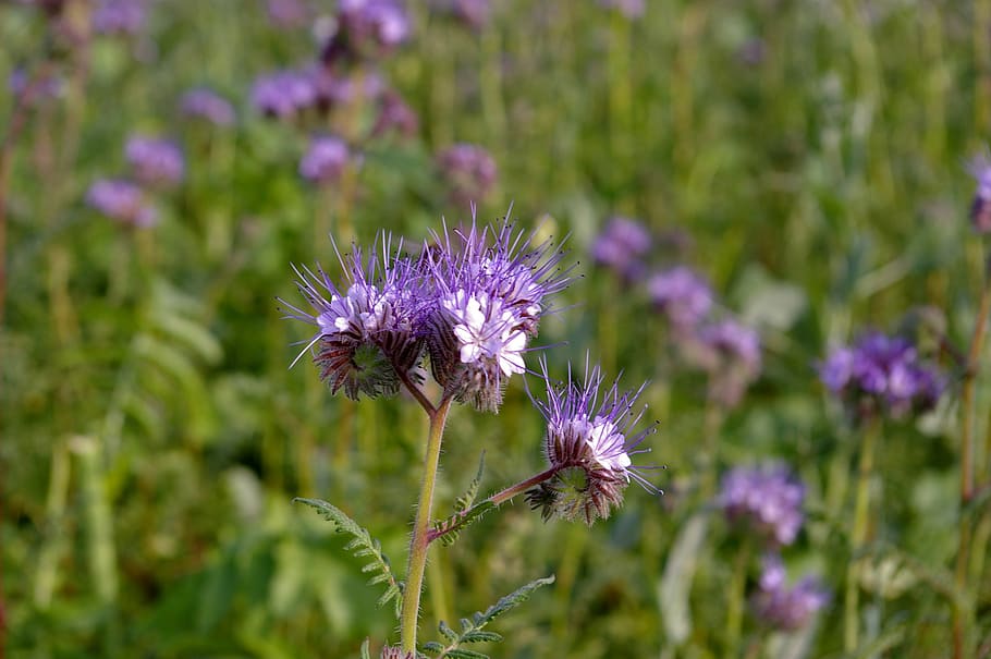 bueschelschoen, food source, bee friend, bees, flower, violet, inflorescences, flowers, plump, field