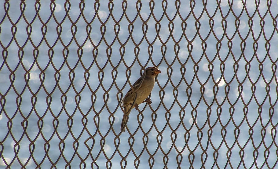 Bird, Fence, Freedom, Slavery, Barrier, dom, obstacle, escape, animal, brown