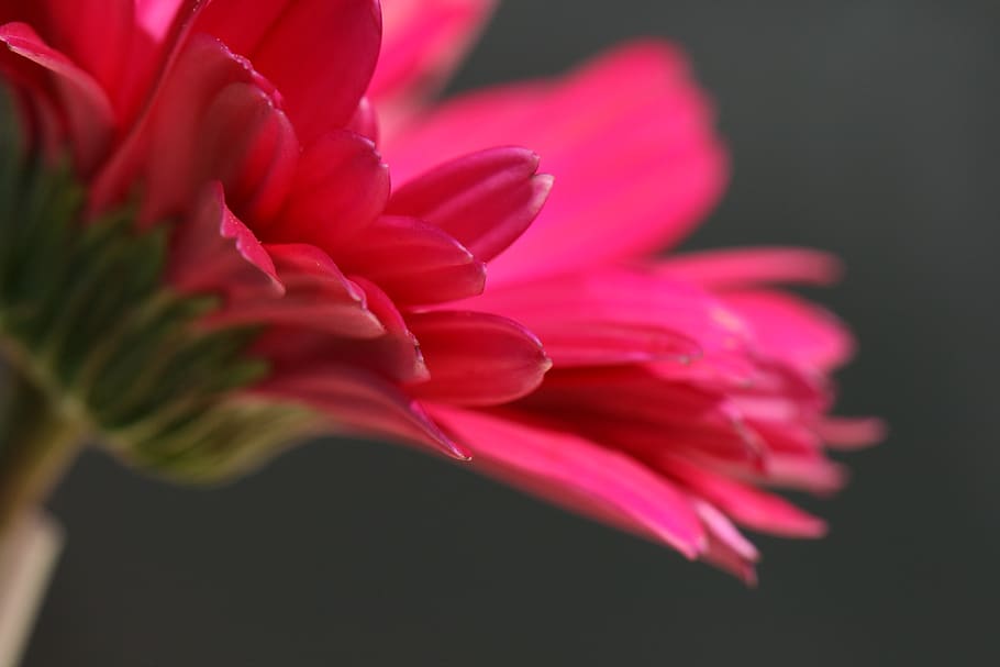 pink, flower, close up, garden, fresh, nature, outdoors, colorful, organic, natural