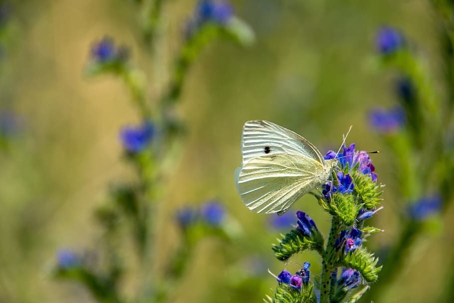 butterfly, nature, insect, animal, summer, close, wing, meadow, flower, animal world