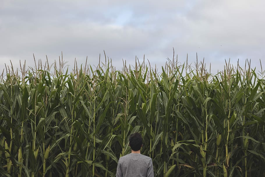 person, standing, facing, corn field, black, gray, green, men, plants, agriculture