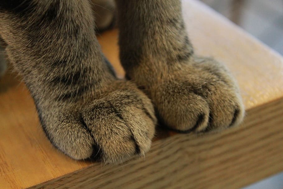 paws, cat, claw, paw, claws, feline, kitty, mammal, domestic, kitten