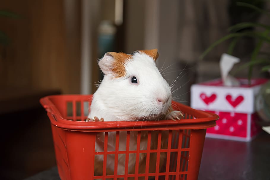 white, brown, hamster, crate, Animal, Pets, Guinea Pig, netherlands pig, close-up, one animal