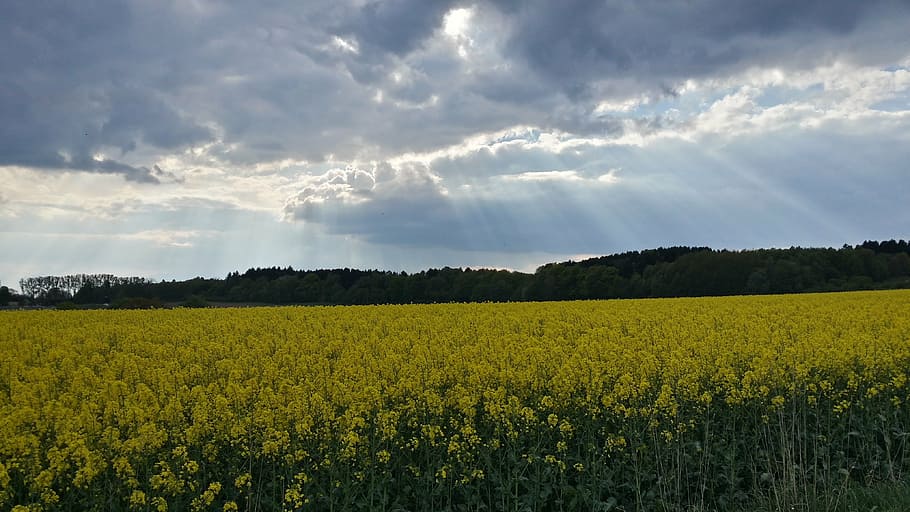 oilseed rape, spring, rapeseed oil, field of rapeseeds, yellow, sky, sunbeam, clouds, landscape, cloud - sky
