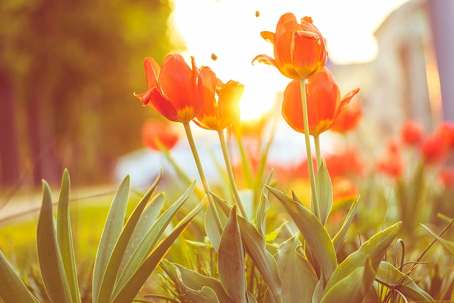 Rojo, tulipanes, puesta de sol, flores, jardines, verde, naturaleza, sol, rayos de sol, cálido