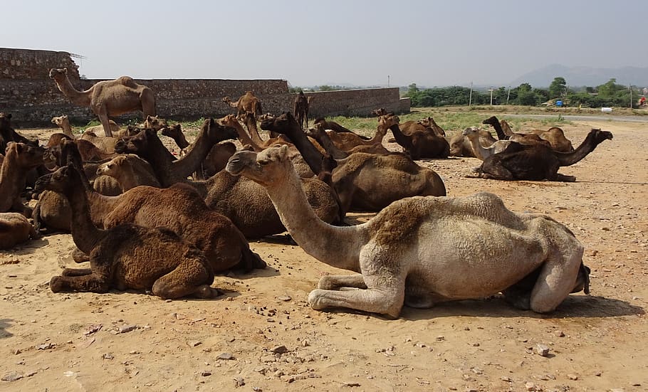 camel, pushkar, rajasthan, transportation, tourism, india, group of animals, land, animal themes, mammal