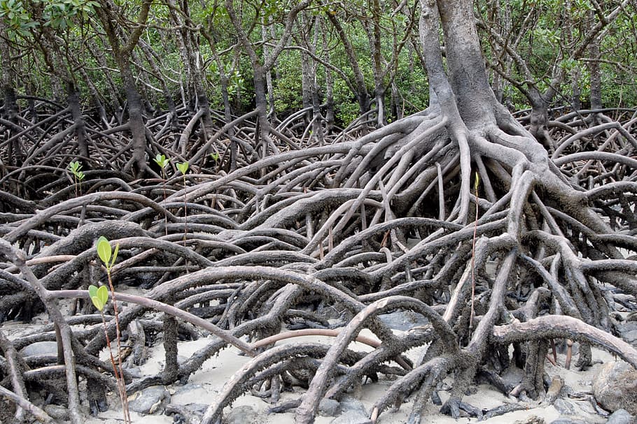 manglares durante el día, australia, manglares, planta, árbol, raíz, crecimiento, naturaleza, bosque, tronco de árbol