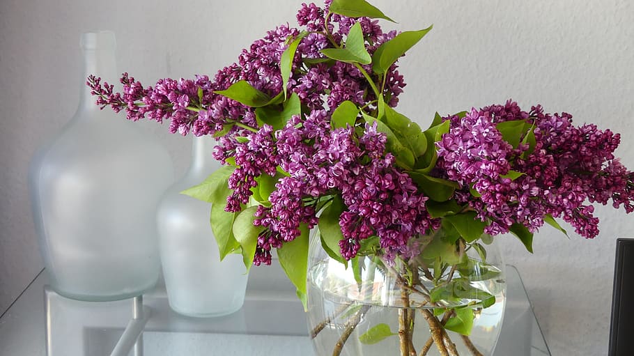 blooming, purple, petaled flower centerpiece, inside, glass vase, lilac, vase, lilac flower, decoration, spring