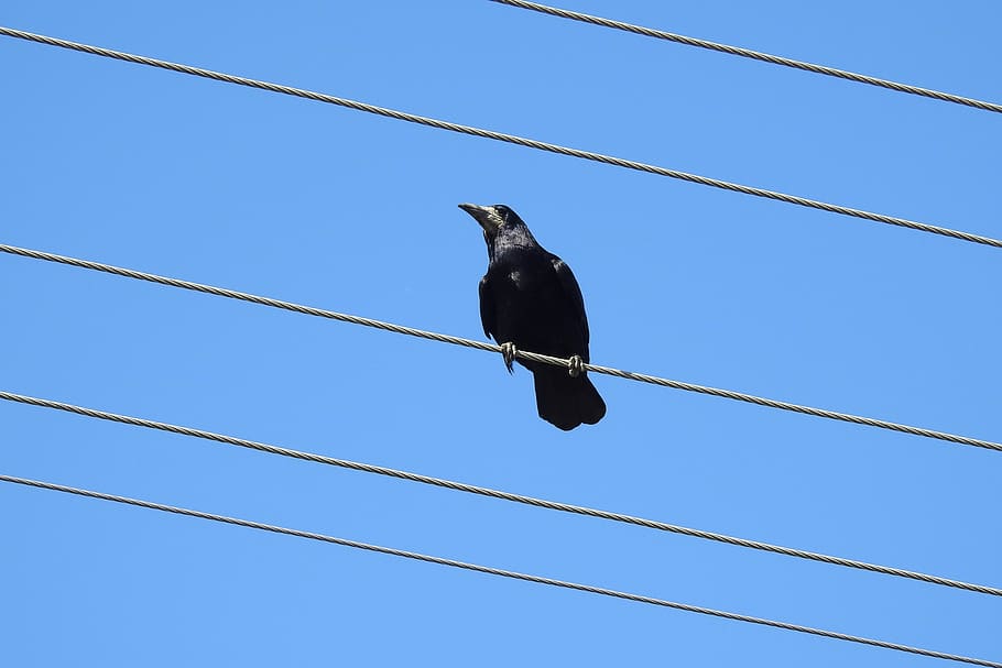 raven, crow, high voltage wires, transmission line, wires, nature, bird, sky, dom, view
