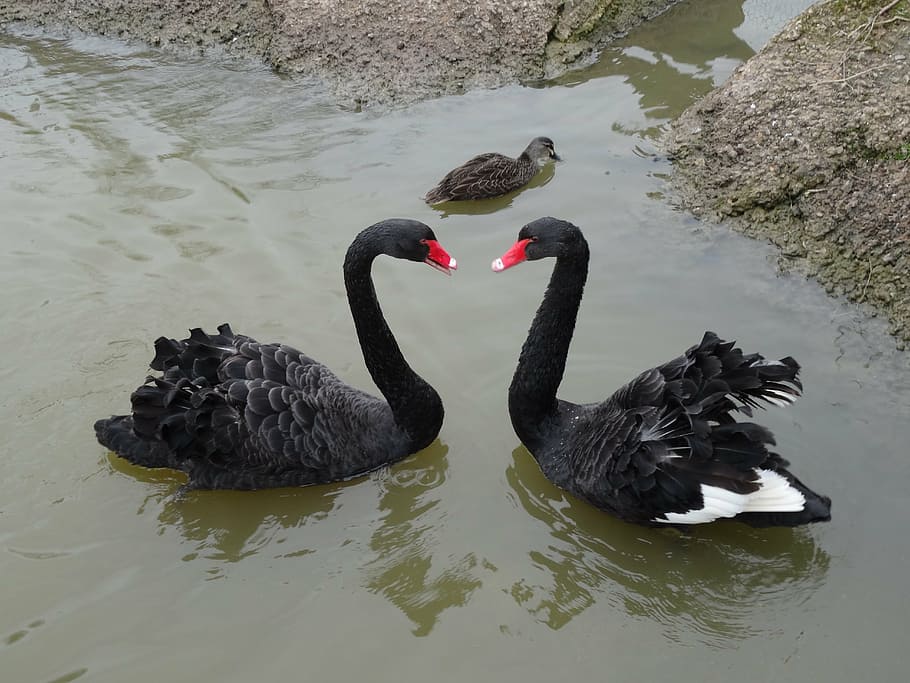 cisnes, amor, símbolo, dois, casal, animais selvagens, agua, cisne negro, temas de animais, animal